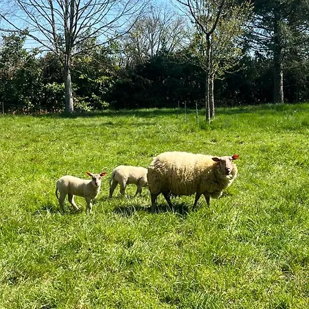 Les Grandes Hayes Bed & Breakfast Coulonges-sur-Sarthe